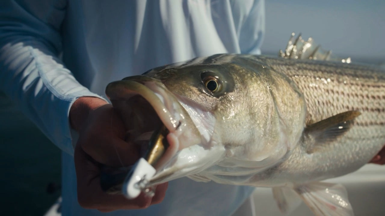 Striped bass caught on a Game On! lure