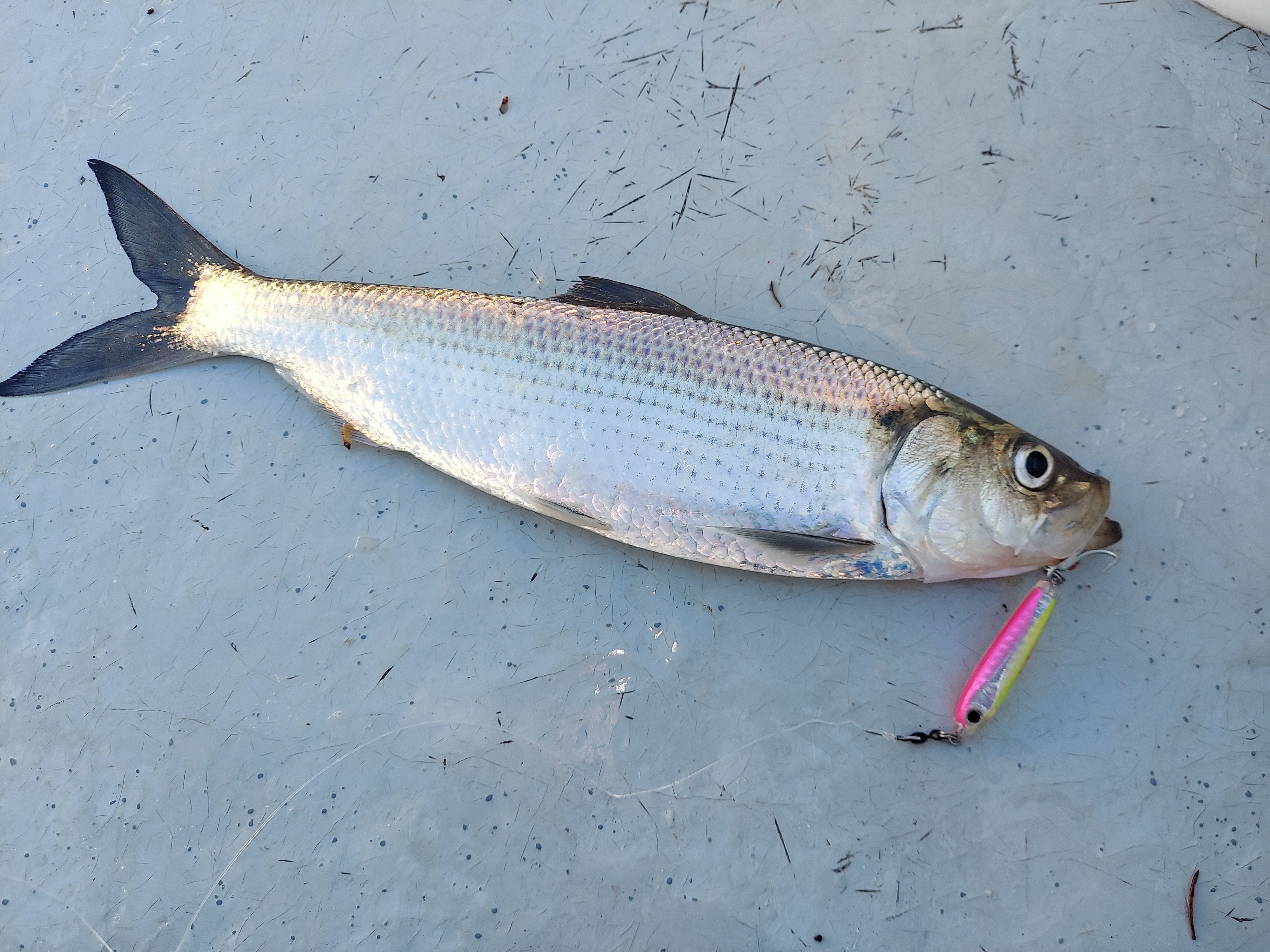 Bluefish make late-season surge across South Shore