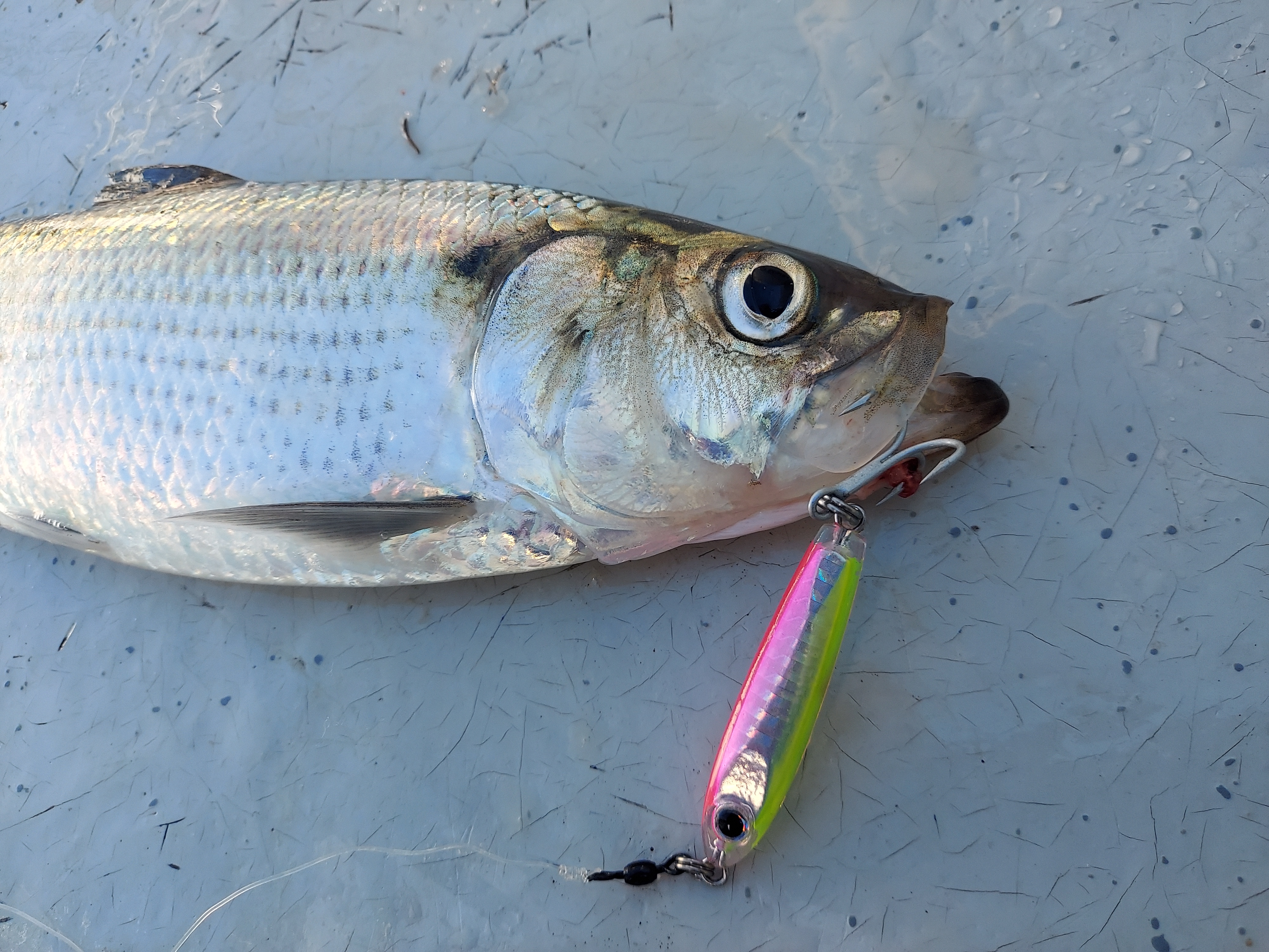 Striper Tandem Lures White