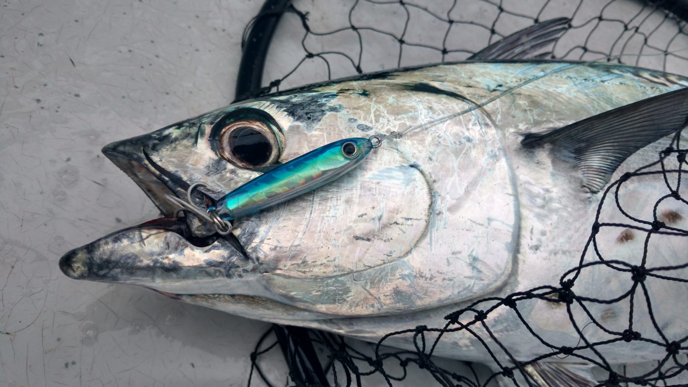 Soft-Plastic Lures for Finicky False Albacore - On The Water