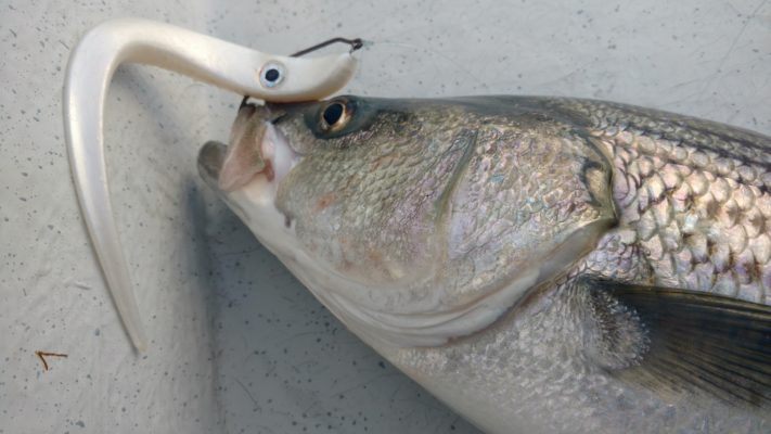 Night Fishing for Freshwater Striper - Old Town