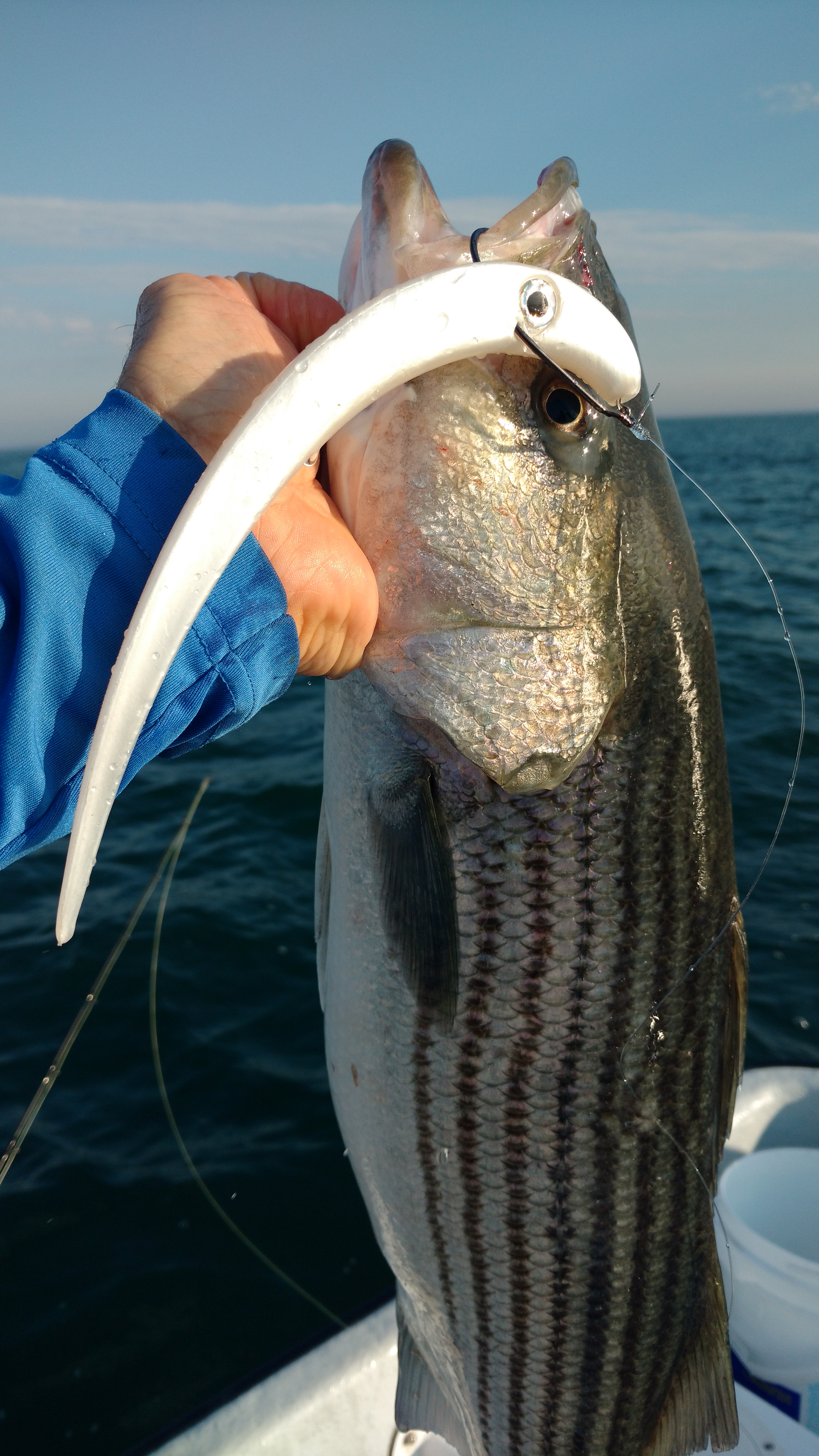 Leadhead Squid Rig for White Sea bass a deadly technique