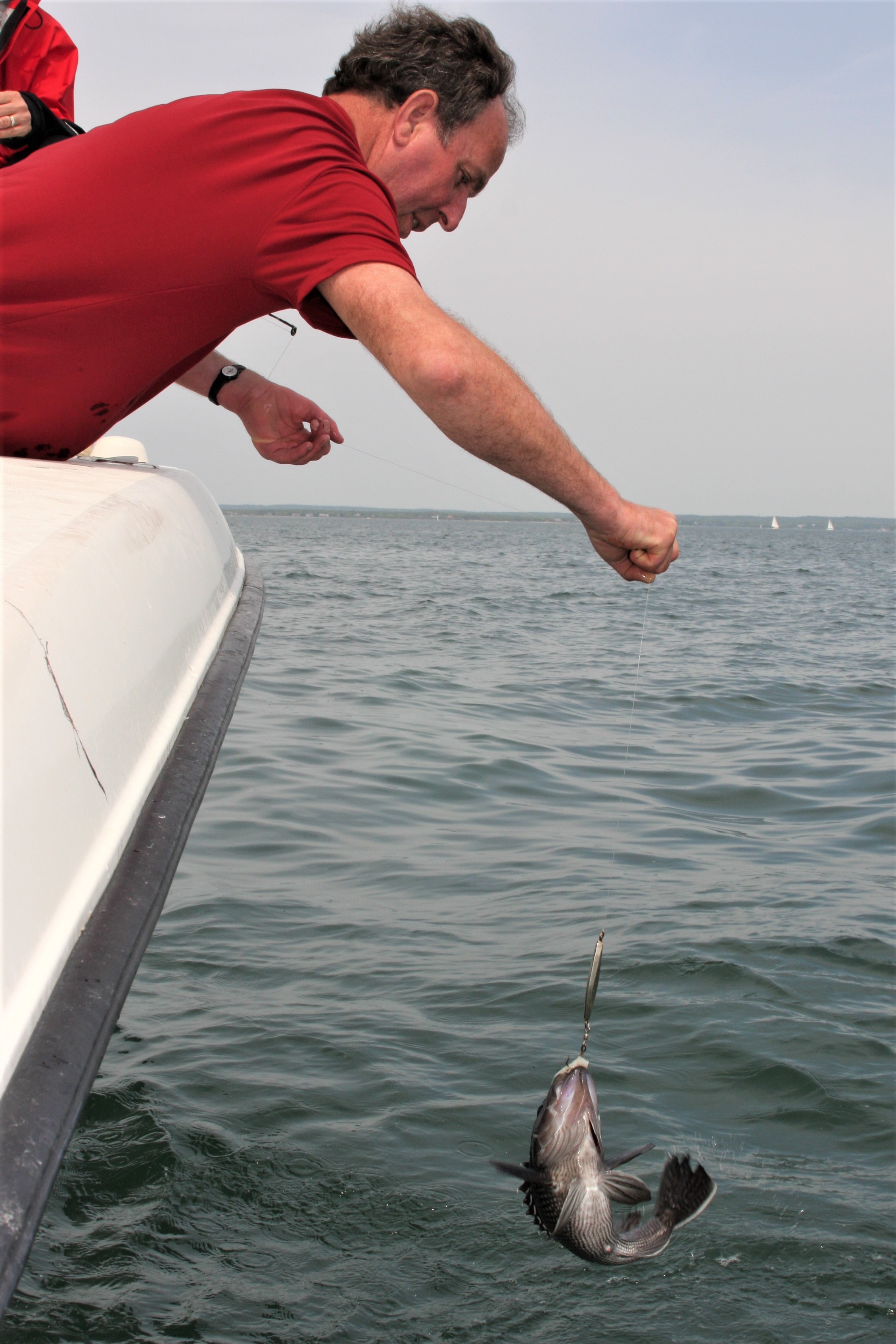 Black Sea Bass from Boat