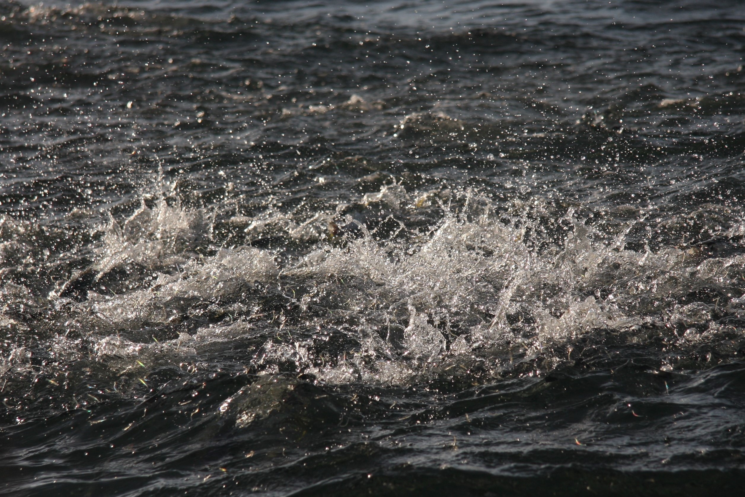 Chub Mackerel Crashing Rainbait