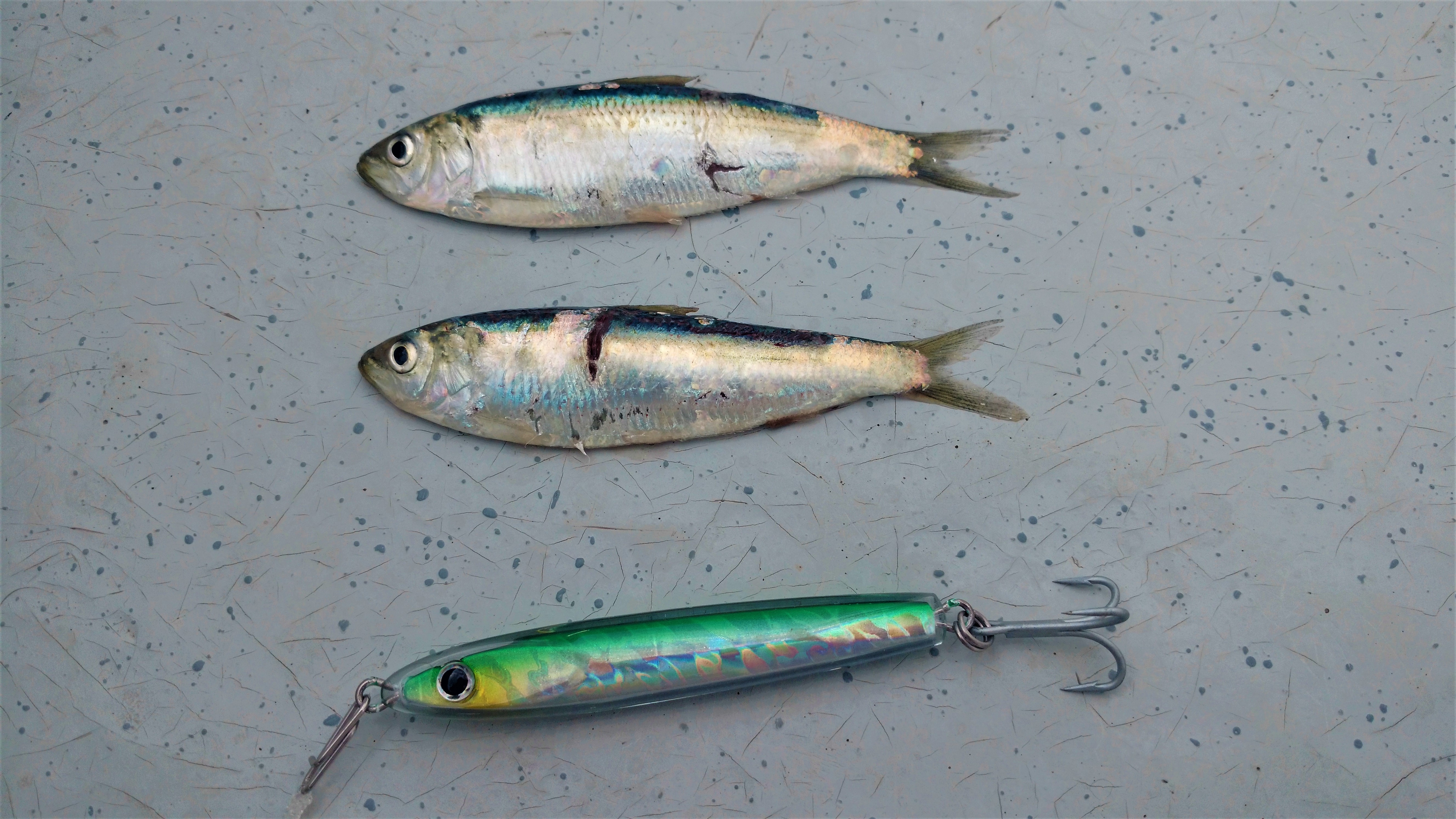 FISHING WITH ANCHOVIES - HOW TO FISH THE SILVERSIDE