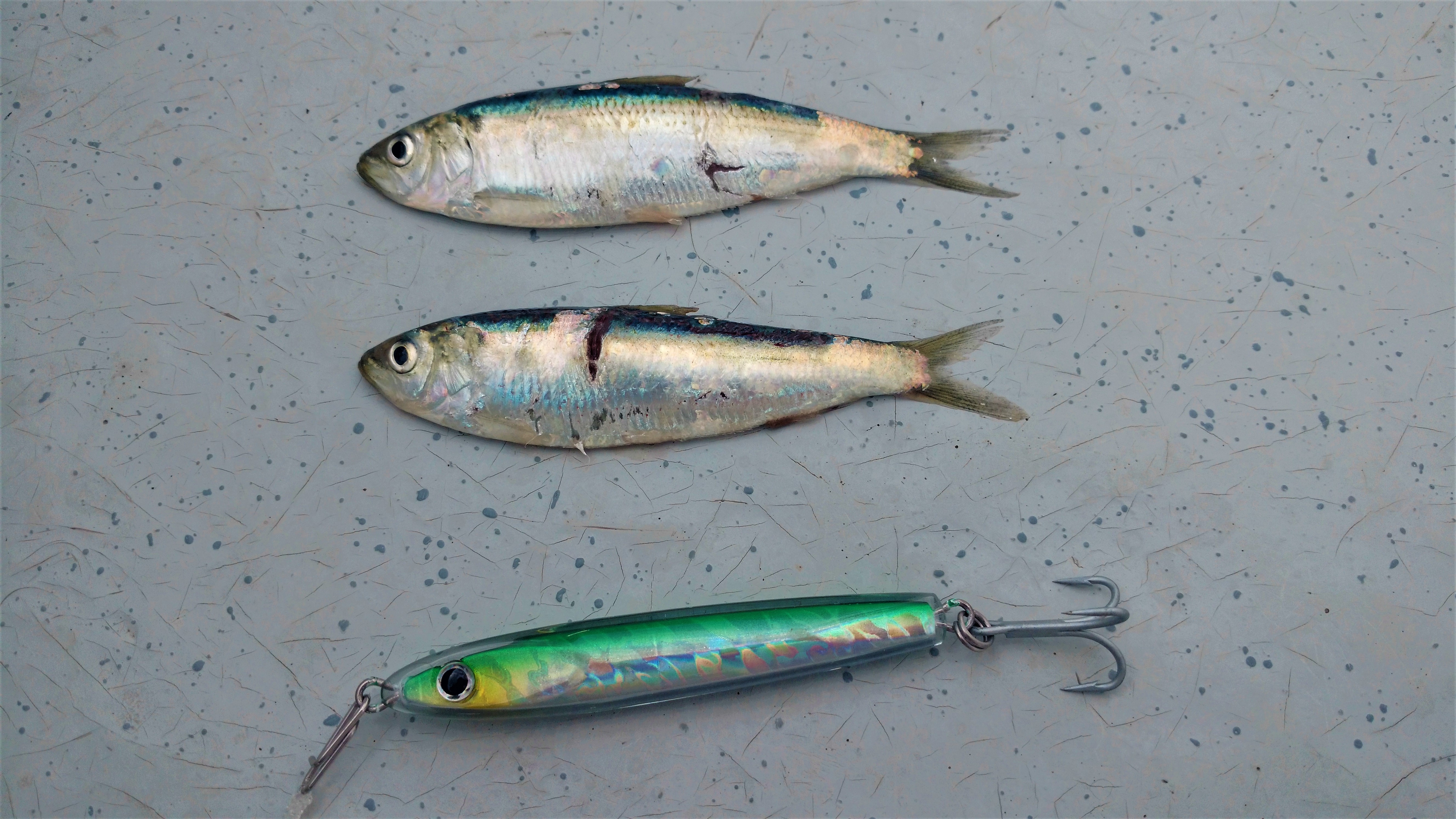 Can you eat baitfish? - The Fishing Website