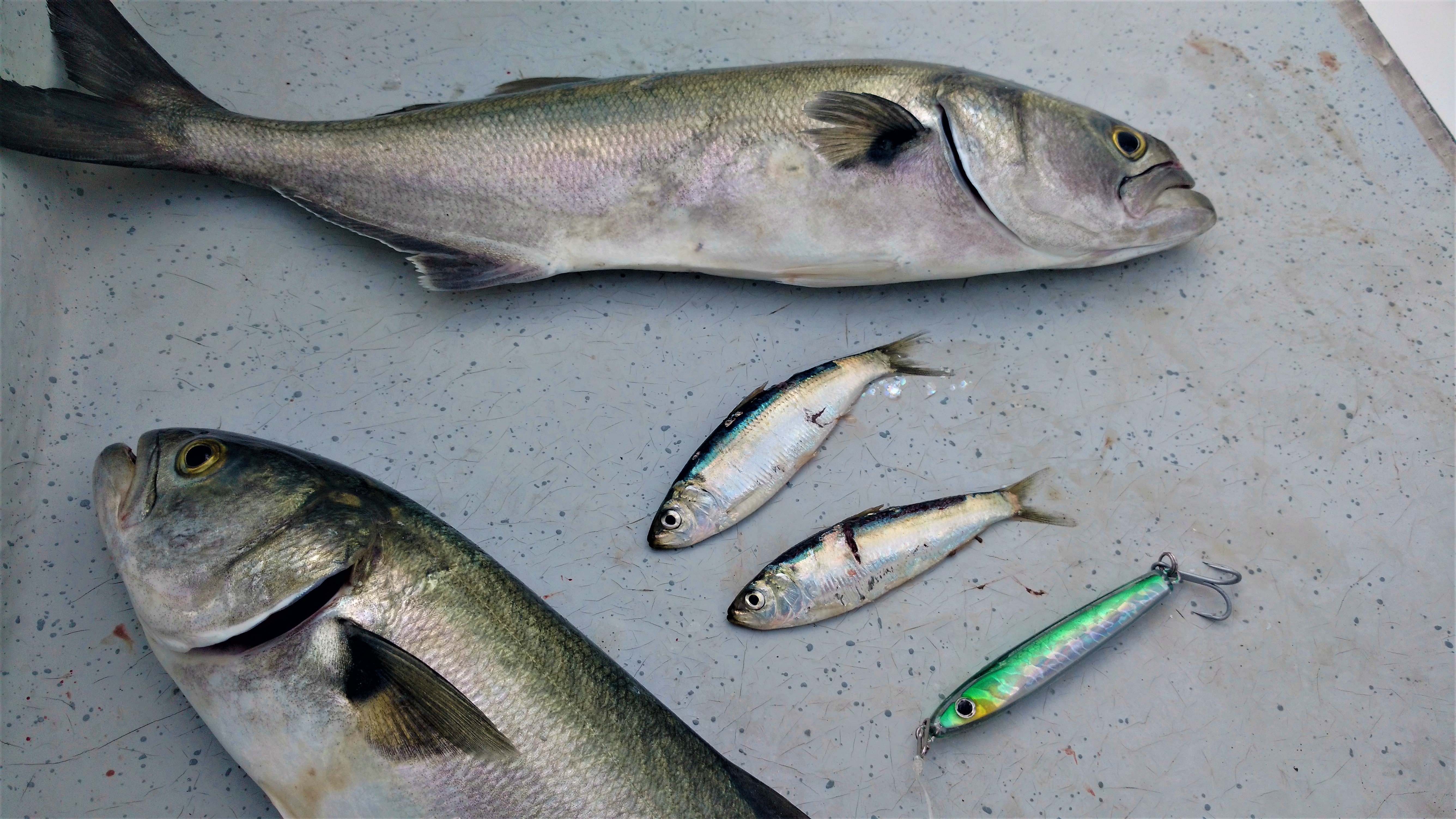 Sardine Belly Hook, How to Live Bait Fishing Southern California Fish