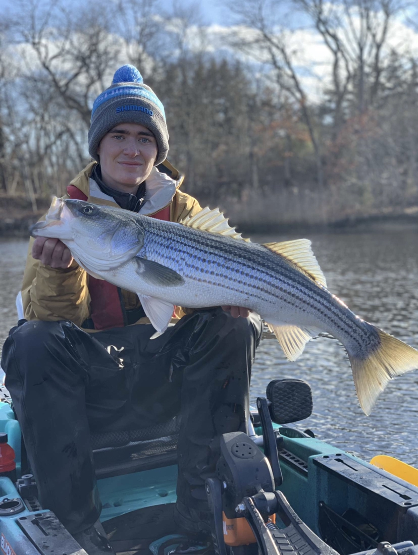 White Bass in really cold water - Other Fish Species - Bass