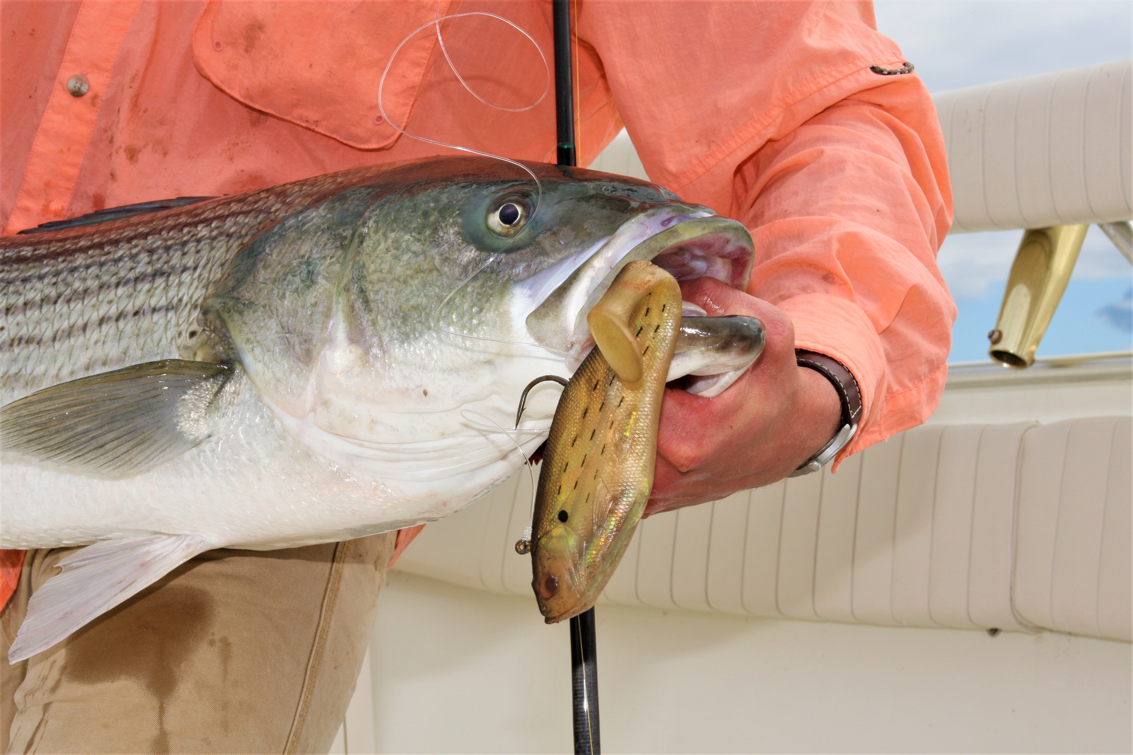 Recommendations for Soft Plastic Swimbaits for Inshore fishing