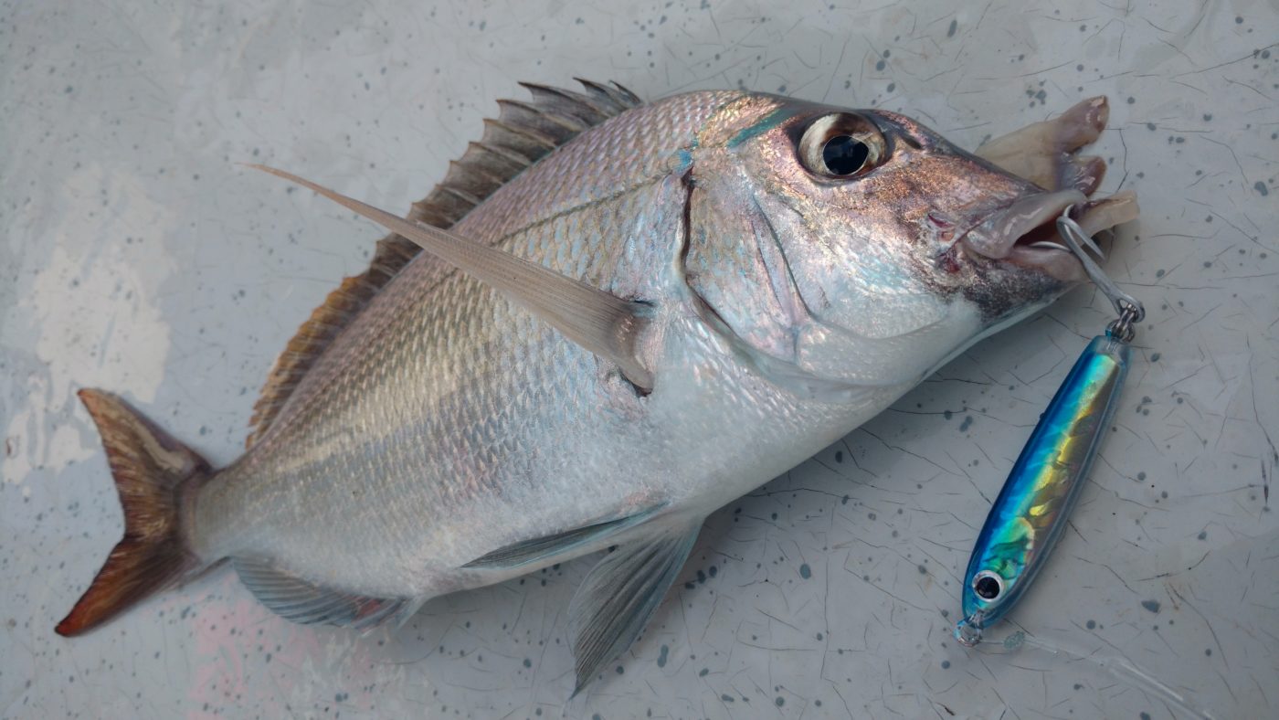 Porgy on Artificials Fish On Light Tackle - New York Angler