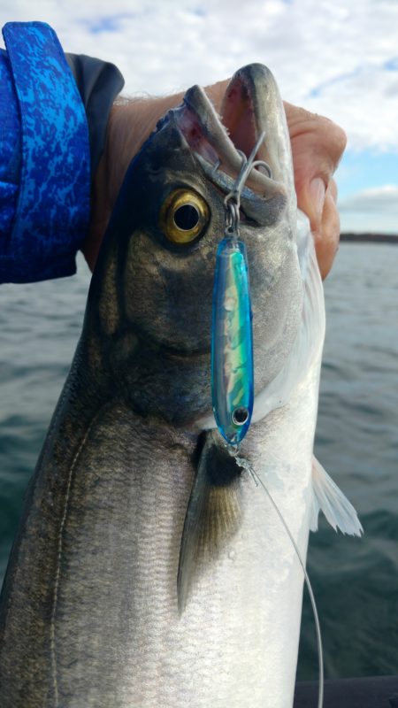 Late-Season Bluefish - Game On! LLC