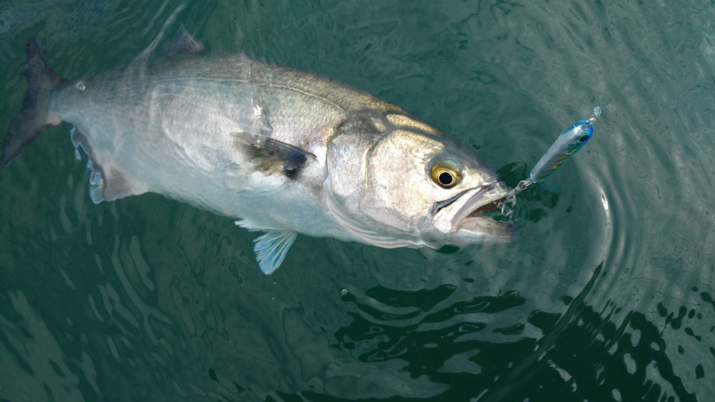 Late-Season Bluefish - Game On! LLC