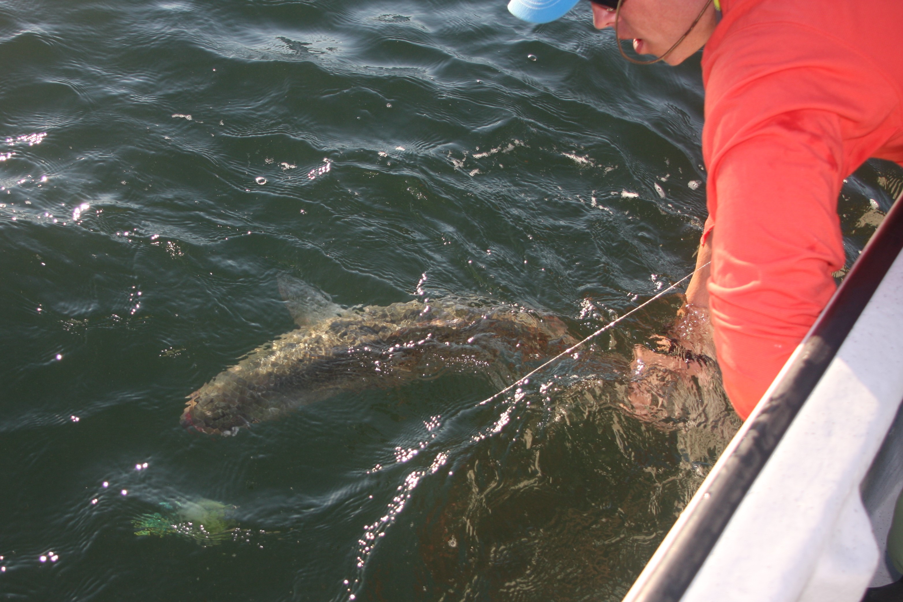 Fish Hooks vs Sharks, Honu & Seals pt IV - Benefits of Barbless Circle Hooks  - Alohi Kai Jewelry