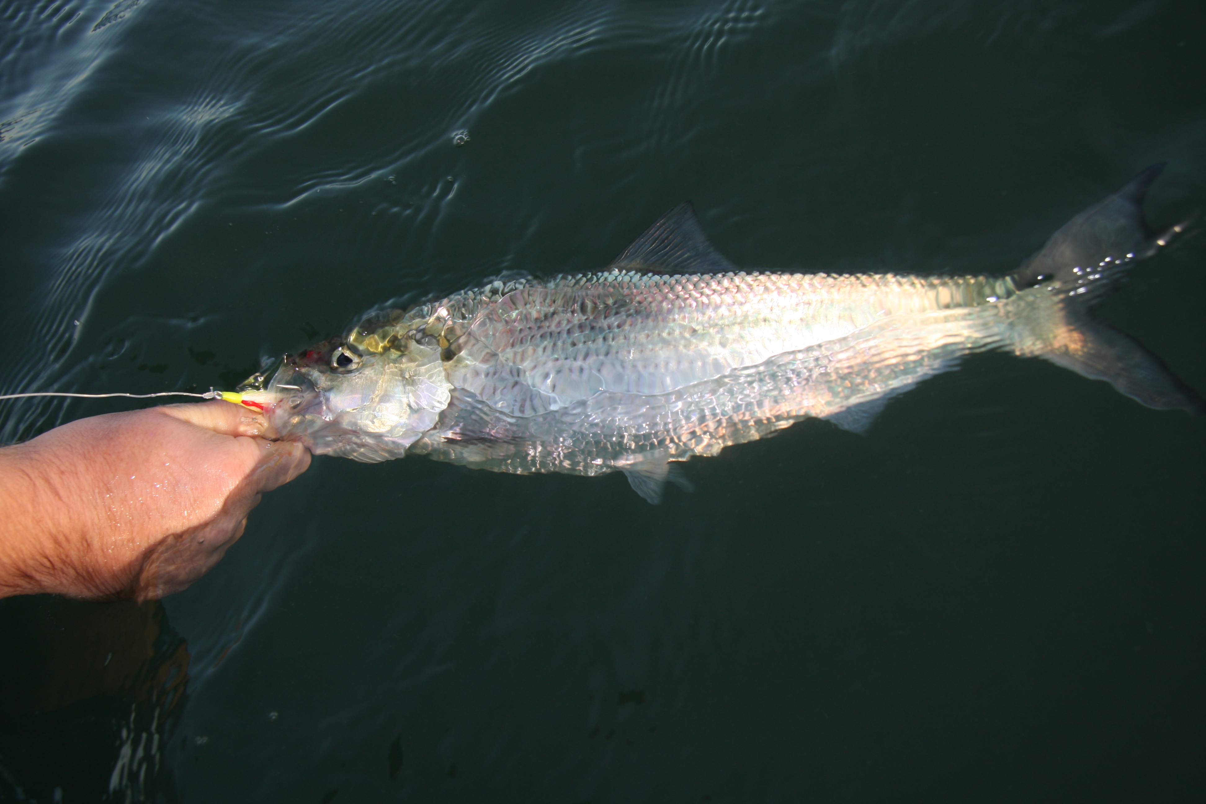 Hickory Shad - Saltwater Fishing