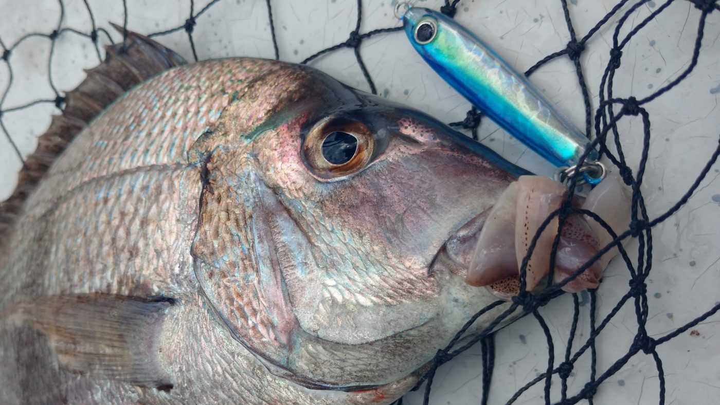 Scup (Porgy) Fishing in Sandy Hook - FishingBooker